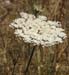Daucus carota maximus