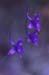Delphinium gracile(2)