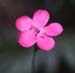Dianthus hispanicus font-queri(2)