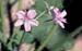 Erodium moschatum(2)