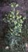Euphorbia segetalis