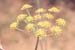 Foeniculum vulgare