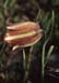 Fritillaria hispanica