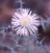 Galactites tomentosa