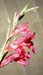 Gladiolus italicus