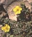 Helianthemum croceum