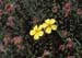 Helianthemum hirtum(2)