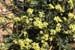 Hirschfeldia incana (2)