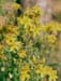 Hypericum perforatum