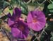 Ipomoea sagittata