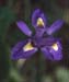 Iris sisyrinchium(2)