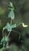 Lathyrus aphaca