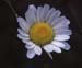 Leucanthemum gracilicaule