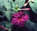Mirabilis jalapa