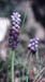 Muscari comosum
