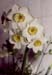 Narcissus tazetta
