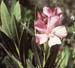 Nerium oleander