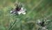 Nigella damascena