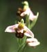Ophrys apifera