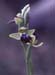 Ophrys arnoldii