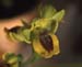 Ophrys lutea