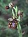 Ophrys speculum