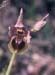 Ophrys tenthredinifera(2)
