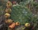 Opuntia maxima