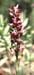 Orchis fragans