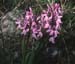 Orchis mascula(2)