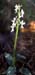 Orchis olbiensis