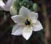 Ornithogalum arabicum(2)