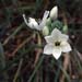 Ornithogalum arabicum