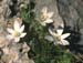 Ornithogalum umbellatum