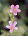 Oxalis articulata