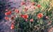 Papaver rhoeas