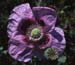 Papaver somniferum setigerum