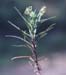 Plantago afra