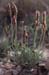 Plantago albicans(2)