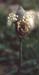 Plantago lagopus(2)