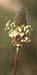 Plantago lanceolata