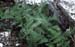 Polypodium cambricum
