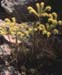 Sedum sediforme
