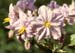 Solanum bonariense(2)