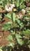 Solanum bonariense