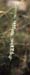 Spiranthes spiralis(3)