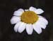 Tanacetum corymbosum
