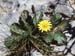 Taraxacum pyropappum