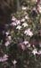 Thymus vulgaris(2)