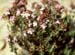 Thymus vulgaris(3)